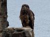 The young bald eagle flew from one vehicle to another at Cascade Lodge. Photo by Cascade Lodge